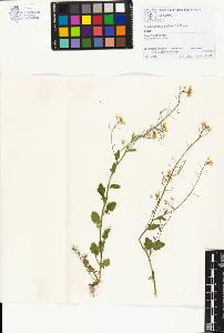 SW_BNB_s3070-01171_IMG-0000000001