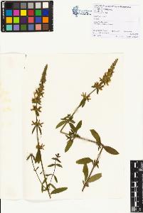 SW_BNB_s3070-01172_IMG-0000000001