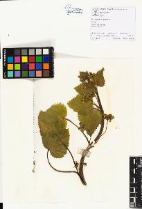 SW_BNB_s3070-01190_IMG-0000000001