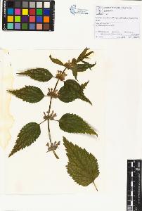 SW_BNB_s3070-01192_IMG-0000000001