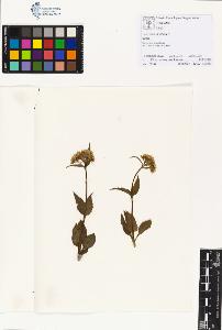 SW_BNB_s3070-01196_IMG-0000000001