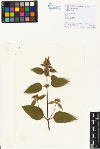 SW_BNB_s3070-01212_IMG-0000000001