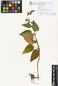 SW_BNB_s3070-01232_IMG-0000000001