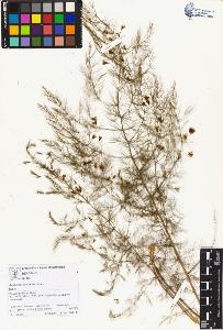 SW_BNB_s3070-01296_IMG-0000000001