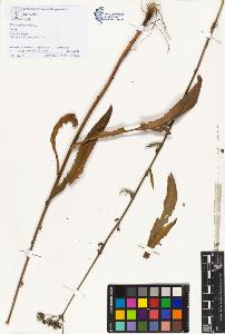 SW_BNB_s3070-01353_IMG-0000000001