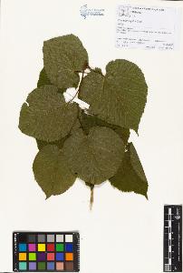 SW_BNB_s3070-01369_IMG-0000000001