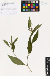 SW_BNB_s3070-01370_IMG-0000000001