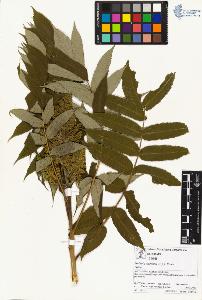 SW_BNB_s3070-01559_IMG-0000000001