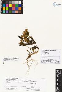 SW_BNB_s3070-01591_IMG-0000000001