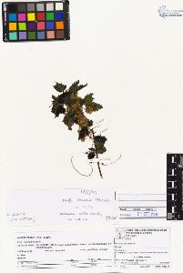 SW_BNB_s3070-01603_IMG-0000000001