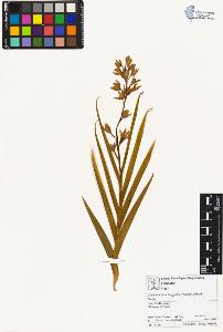 SW_BNB_s3070-01648_IMG-0000000001