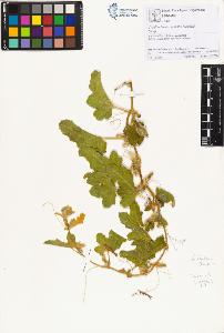 SW_BNB_s3070-01883_IMG-0000000001
