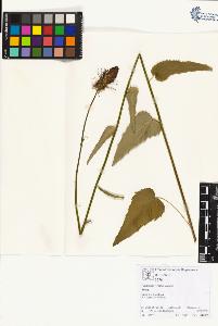 SW_BNB_s3070-01905_IMG-0000000001