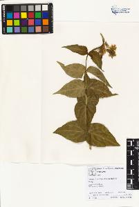 SW_BNB_s3070-01911_IMG-0000000001