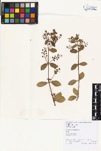 SW_BNB_s3070-01912_IMG-0000000001