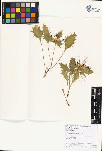 SW_BNB_s3070-01915_IMG-0000000001