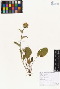 SW_BNB_s3070-01960_IMG-0000000001