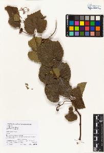 SW_BNB_s3070-01987_IMG-0000000001