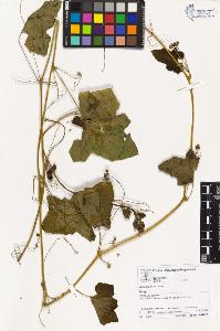 SW_BNB_s3070-02060_IMG-0000000001