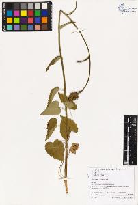 SW_BNB_s3070-02171_IMG-0000000001