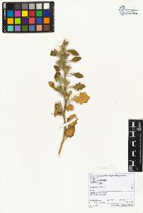 SW_BNB_s3070-02237_IMG-0000000001