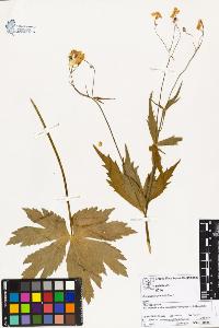 SW_BNB_s3070-02249_IMG-0000000001