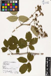 SW_BNB_s3070-02344_IMG-0000000001