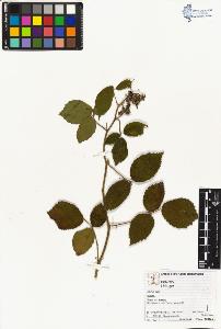 SW_BNB_s3070-02443_IMG-0000000001