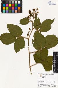 SW_BNB_s3070-02466_IMG-0000000001