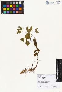 SW_BNB_s3070-02550_IMG-0000000001