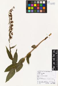 SW_BNB_s3070-02608_IMG-0000000001