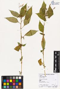 SW_BNB_s3070-02616_IMG-0000000001