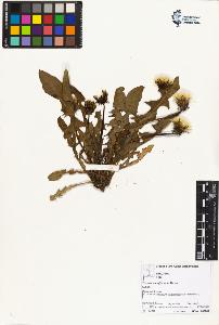 SW_BNB_s3070-02710_IMG-0000000001