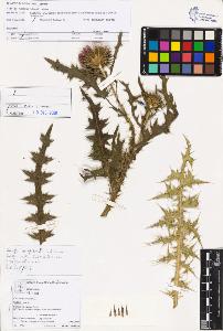 SW_BNB_s3070-02828_IMG-0000000001