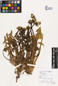 SW_BNB_s3070-02832_IMG-0000000001