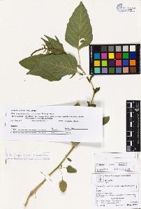 SW_BNB_s3070-02853_IMG-0000000001
