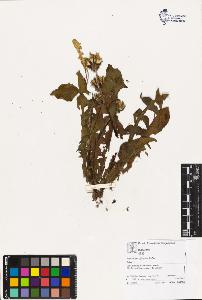 SW_BNB_s3070-02884_IMG-0000000001
