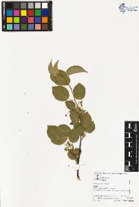 SW_BNB_s3070-02947_IMG-0000000001