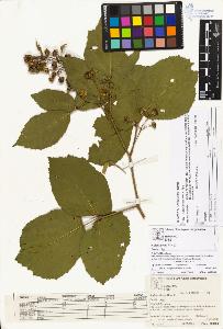 SW_BNB_s3070-02991_IMG-0000000001