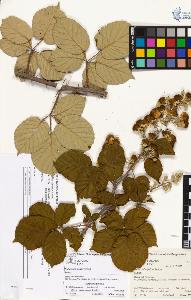 SW_BNB_s3070-02997_IMG-0000000001