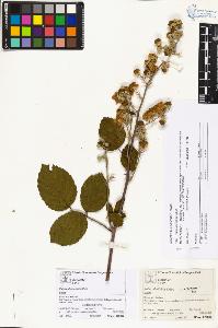 SW_BNB_s3070-03003_IMG-0000000001