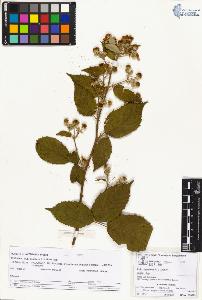 SW_BNB_s3070-03004_IMG-0000000001