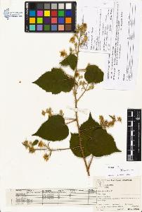 SW_BNB_s3070-03005_IMG-0000000001