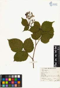 SW_BNB_s3070-03007_IMG-0000000001