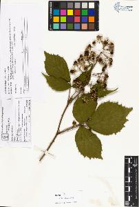 SW_BNB_s3070-03012_IMG-0000000001