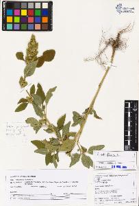 SW_BNB_s3070-03049_IMG-0000000001