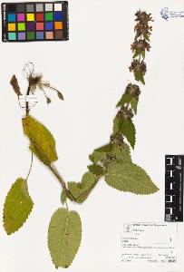 SW_BNB_s3070-03077_IMG-0000000001