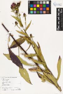 SW_BNB_s3070-03110_IMG-0000000001
