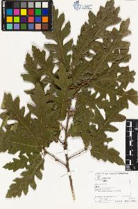 SW_BNB_s3070-03117_IMG-0000000001