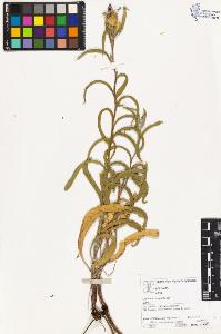SW_BNB_s3070-03161_IMG-0000000001